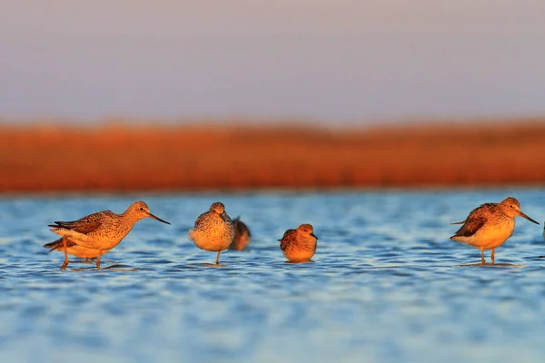 Aves al atardecer vagan por las aguas poco profundas — Foto de Stock