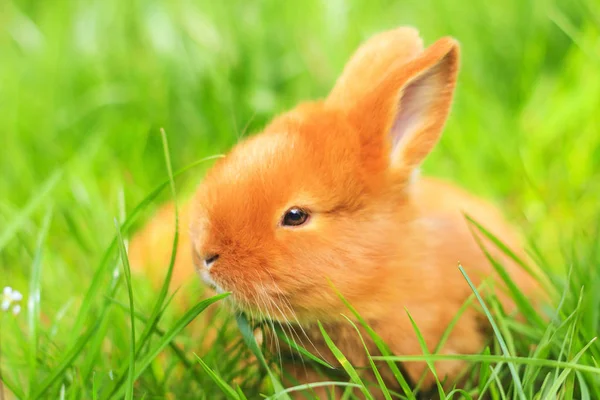 Piękna puszysta czerwony królik w trawa wiosna zielony — Zdjęcie stockowe