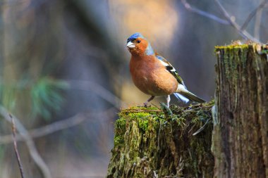 Bahar ormandaki güdük Finch açıktır