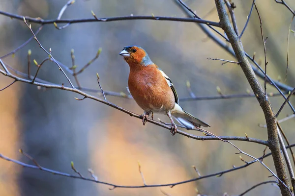 Finch sentado em ramos de primavera — Fotografia de Stock