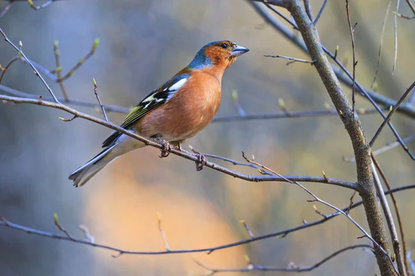 Buchfink Sitzt Auf Den Zweigen Der Ersten Frühlingsknospen Wildtiere Tiere — Stockfoto