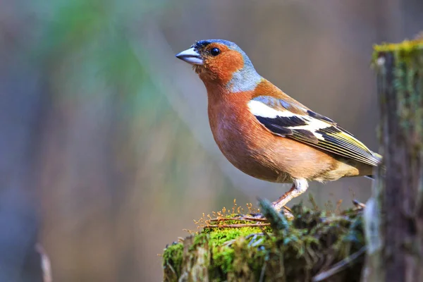 Schöner Waldvogel sitzt auf einem Baumstumpf — Stockfoto