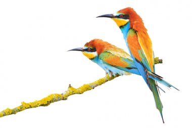 beyaz bir arka planda izole inanılmaz güzel kuşlar çift, Arı yiyen, renkli kuşlar, tasarım ve baskı