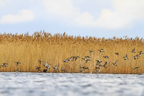 Letu kachny létat nad jezerem na jaře — Stock fotografie