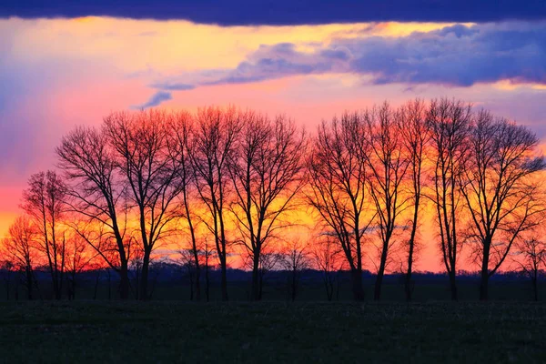 Silhouette des arbres au coucher du soleil de printemps — Photo