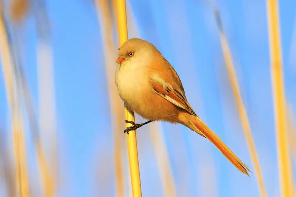 Pássaro fofo amarelo bonito senta-se em uma palheta — Fotografia de Stock