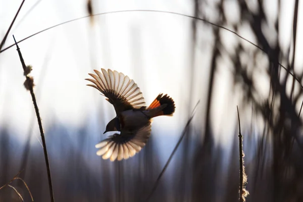 信じられないほどの飛行で素敵な鳥 — ストック写真