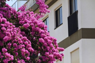 mor çiçekler ev, çiçekler ve dokular yakın yeşerdi