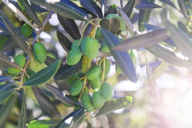 güneşli bir gün, ağaçlar ve çalılar bir ağaca asılı yeşil zeytin