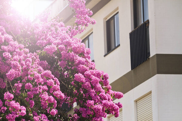 purple flowers bloomed near the house on a sunny day , flowers and textures