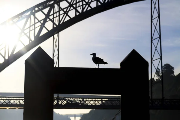 Minimalismo Cidade Uma Gaivota Silhueta Ponte Texturas — Fotografia de Stock