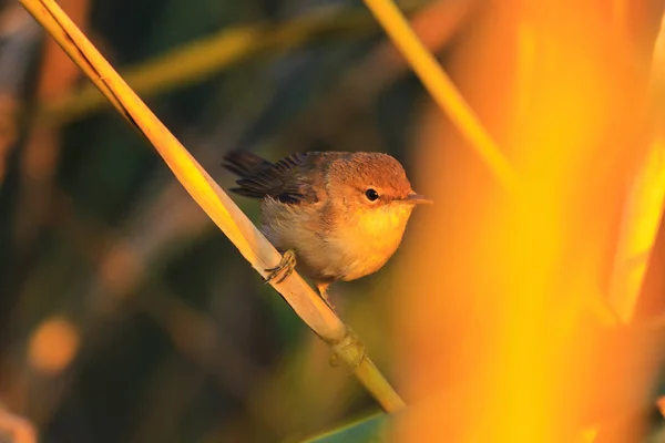 Küçük Kırmızı Kuş Kalın Kuşlar Yaban Hayatı Sezon Değişikliği Sabah — Stok fotoğraf