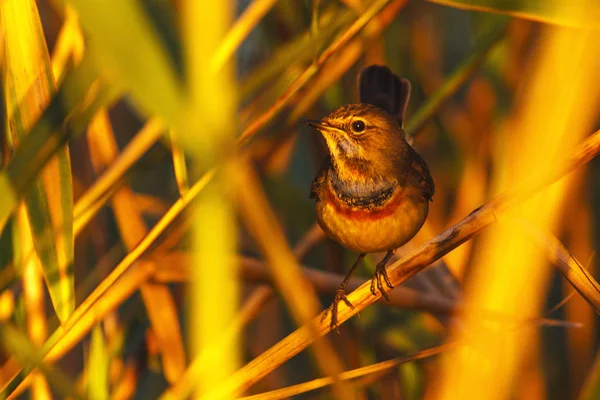 Güzel Kuş Kalın Kuşlar Yaban Hayatı Sezon Değişikliği Sabah Güneşi — Stok fotoğraf