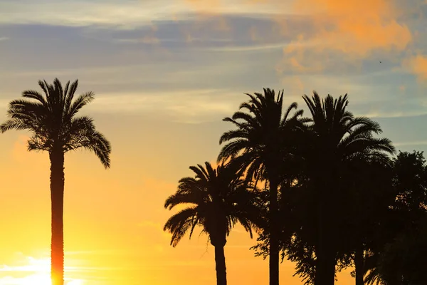 Palmen Sonnenuntergang Ufer Des Ozeans Bäume Und Büsche — Stockfoto