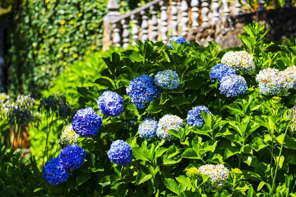 Arbustos Hortensias Jardín Verano Flores Texturas —  Fotos de Stock