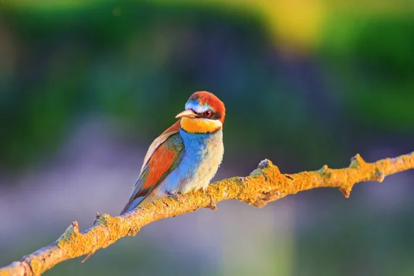 Beautiful Bird Rays Evening Sun Birds Wildlife Season Change — Stock Photo, Image