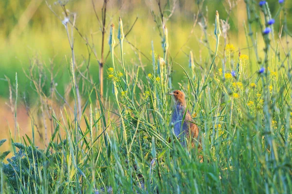 Šedá partridge v letní trávy — Stock fotografie