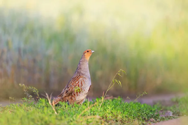 Yeşil çimenlerin üzerinde nadir yabani kuş — Stok fotoğraf