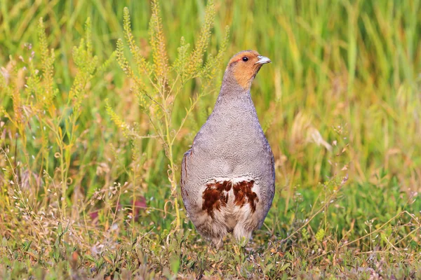 Perdiz bonita na grama de verão — Fotografia de Stock