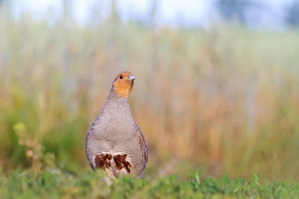 Grå partridge i en veteåker — Stockfoto