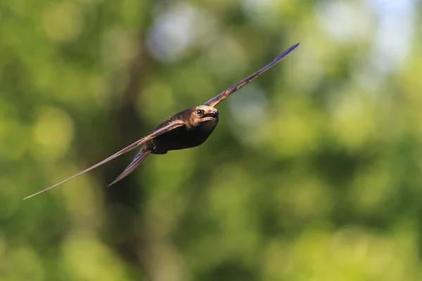 Найшвидший птах у світі — стокове фото