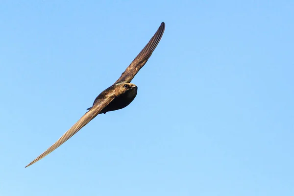 Apus fastest bird in the world — Stock Photo, Image