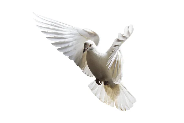Pombos Brancos Voando Sobre Fundo Branco Pássaro Como Símbolo — Fotografia de Stock