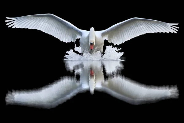 siyah bir arka plan, kuş sembolü olarak açık kanatları ve onun yansıması ile Beyaz Kuğu