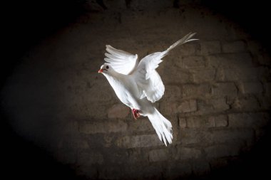 karanlık bir odada uçan beyaz güvercin, iyi ve kötü siyah ve beyaz vardır