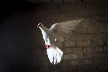karanlıktan ışığa doğru uçan beyaz güvercin, iyi ve kötü siyah ve beyaz vardır