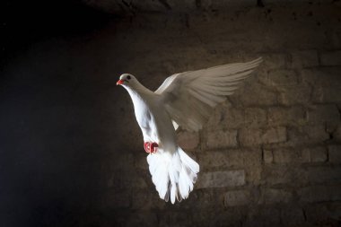 white dove flying into the light from the darkness, good and evil are black and white clipart