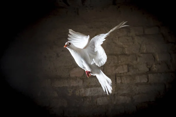 Paloma Blanca Volando Una Habitación Oscura Bien Mal Son Blancos —  Fotos de Stock