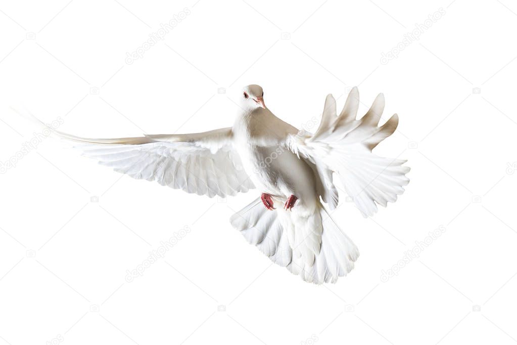 sacred white dove flying on a white background,good and evil are black and white