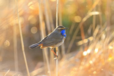 güneşin sabah ışınları bahar kuş, bahar 2018, kuş şarkı, yaban hayatı