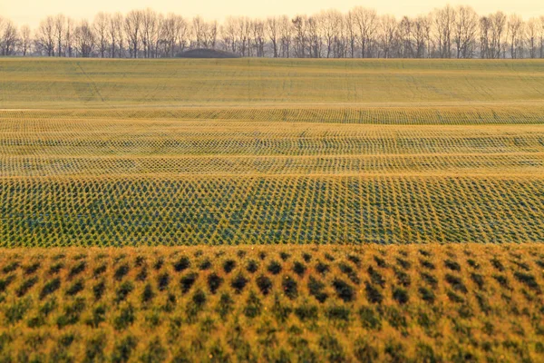 Buğday Tarlası Bahar Bitkiler Üzerinde Buğday Geometrik Şeritler — Stok fotoğraf