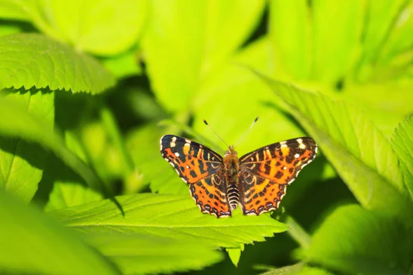 Bella farfalla nella foglia verde — Foto Stock