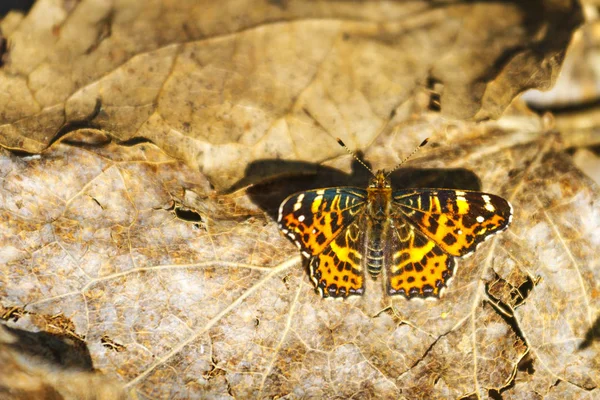 Bela borboleta entre folhas caídas — Fotografia de Stock