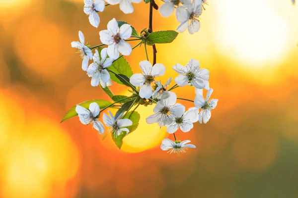 Flores de cerezo en colores cálidos — Foto de Stock