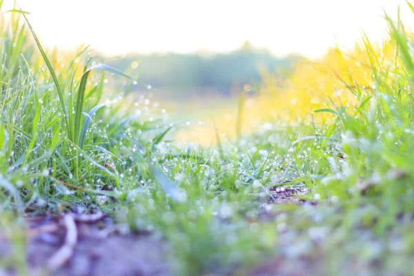 Trilha na grama verde com orvalho — Fotografia de Stock