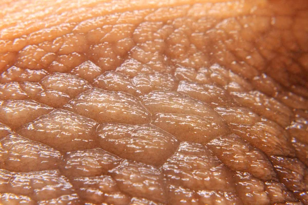 Влажный макрос кожи улитки — стоковое фото