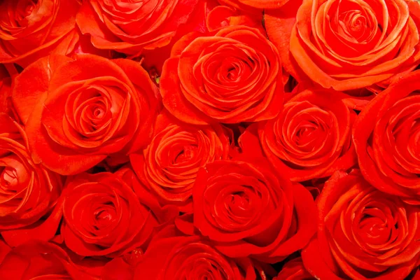 Texture flowers red roses — Stock Photo, Image