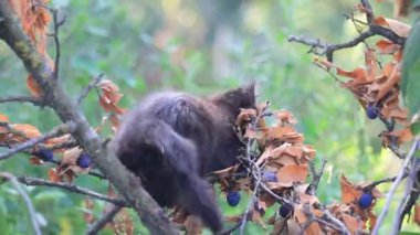 Siyah kedi yavrusu erik ağacına tırmanıyor.