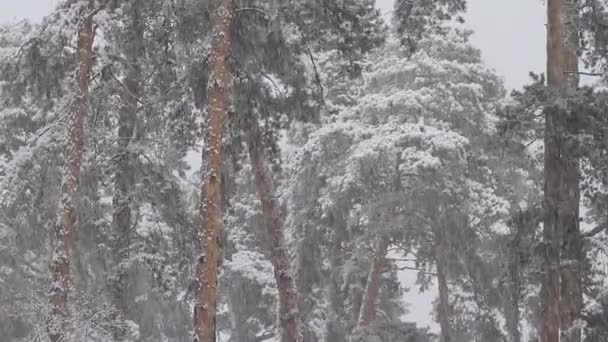 Сильний снігопад у міському парку — стокове відео