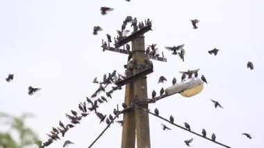 Sığırcıklar dinlenmek için bir sokak lambasına oturur.