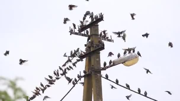 Os starlings sentam-se em um poste de luz para descansar — Vídeo de Stock