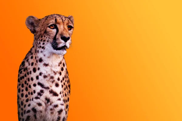 Cheeta geïsoleerd op gele warme achtergrond — Stockfoto