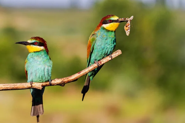 Abeille-mangeur un couple assis sur une branche — Photo