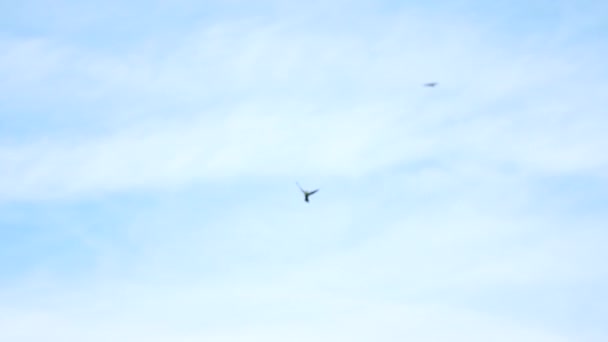 Egzotik kuşlar gökyüzünde yavaş çekimde uçar. — Stok video