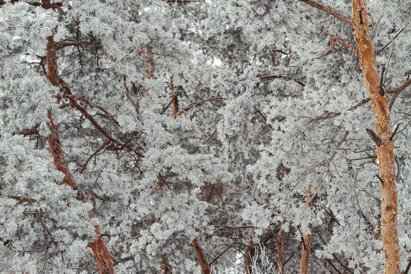 Śnieżne gałązki sosny w zimowy poranek — Zdjęcie stockowe