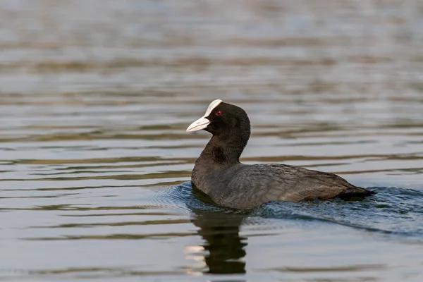 Coot büszkén lebeg a tavon. — Stock Fotó